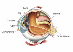 saraf optik