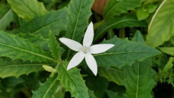 Daun Kitolod atau Bunga Katarak