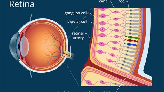 Anatomi Retina